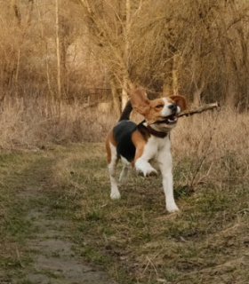 Profilbild von doghenry