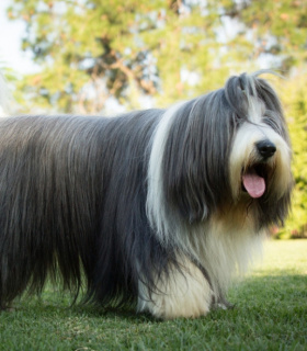 Profilbild von langhaar-rubi