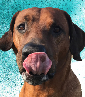 Gruppenlogo von Rhodesian Ridgebacks in Halle (Saale)