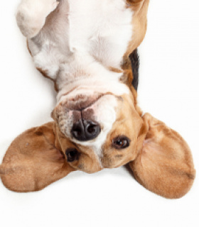 Gruppenlogo von Gassirunden Saalekreis