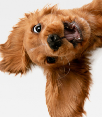 Logo für Gruppe Gassirunden Leipzig