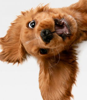 Gruppenlogo von Gassirunden Leipzig