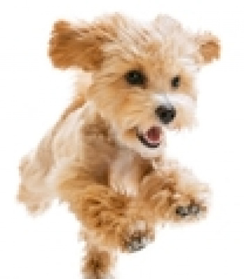 Logo für Gruppe Gassirunden Erfurt