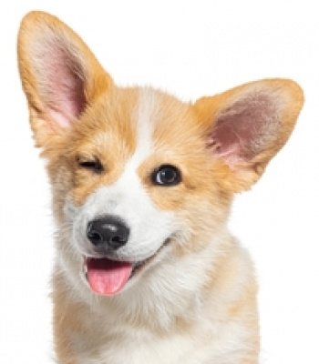 Logo für Gruppe Gassirunden Hannover