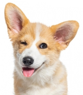 Gruppenlogo von Gassirunden Hannover