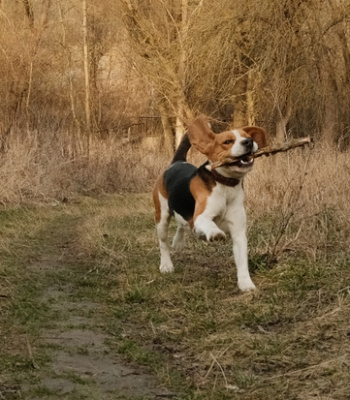 Logo für Gruppe Beagles im Raum Halle / Saalekreis